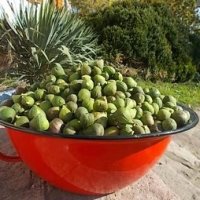Füge savanyúság az éretlen fügékből