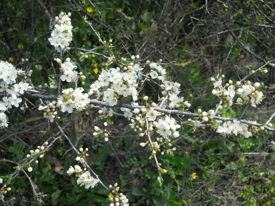 kokeny