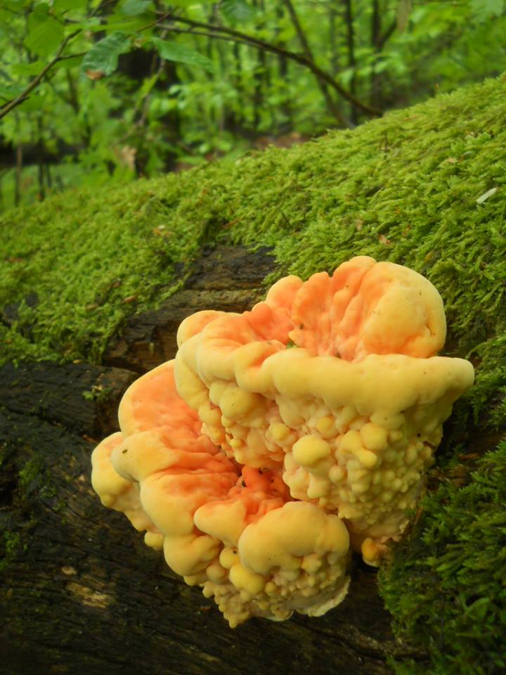 gevagomba
