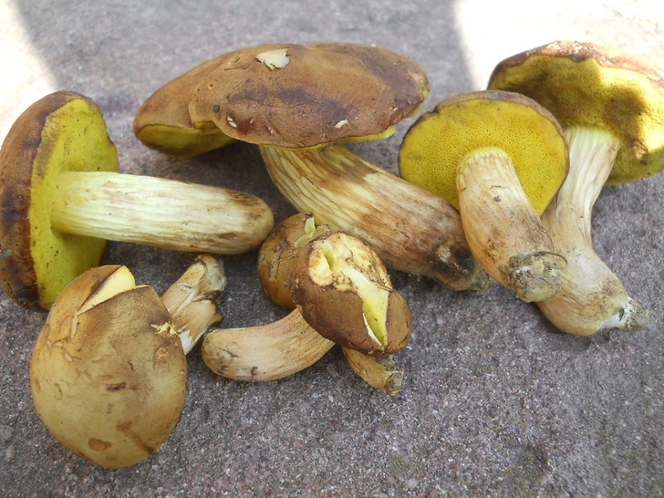 gomba