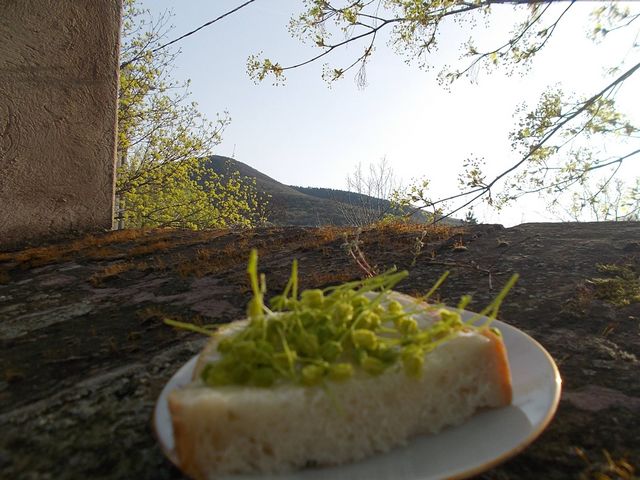juharvirag