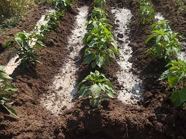paprika locsolas