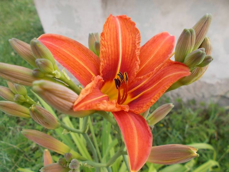 sasliliom