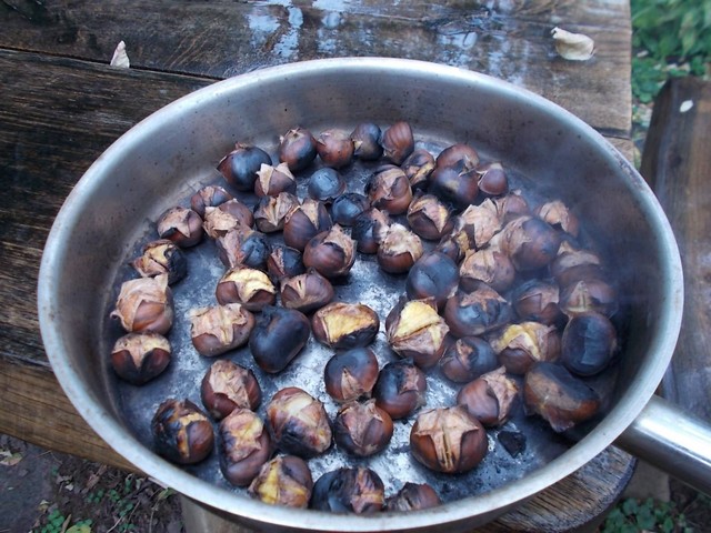 sult gesztenye