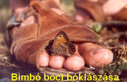 bimbo boci